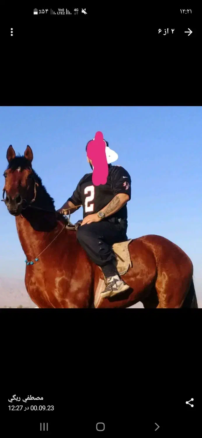 فروشی مادیان کرد|حیوانات مزرعه|تهران, یافت‌آباد|دیوار