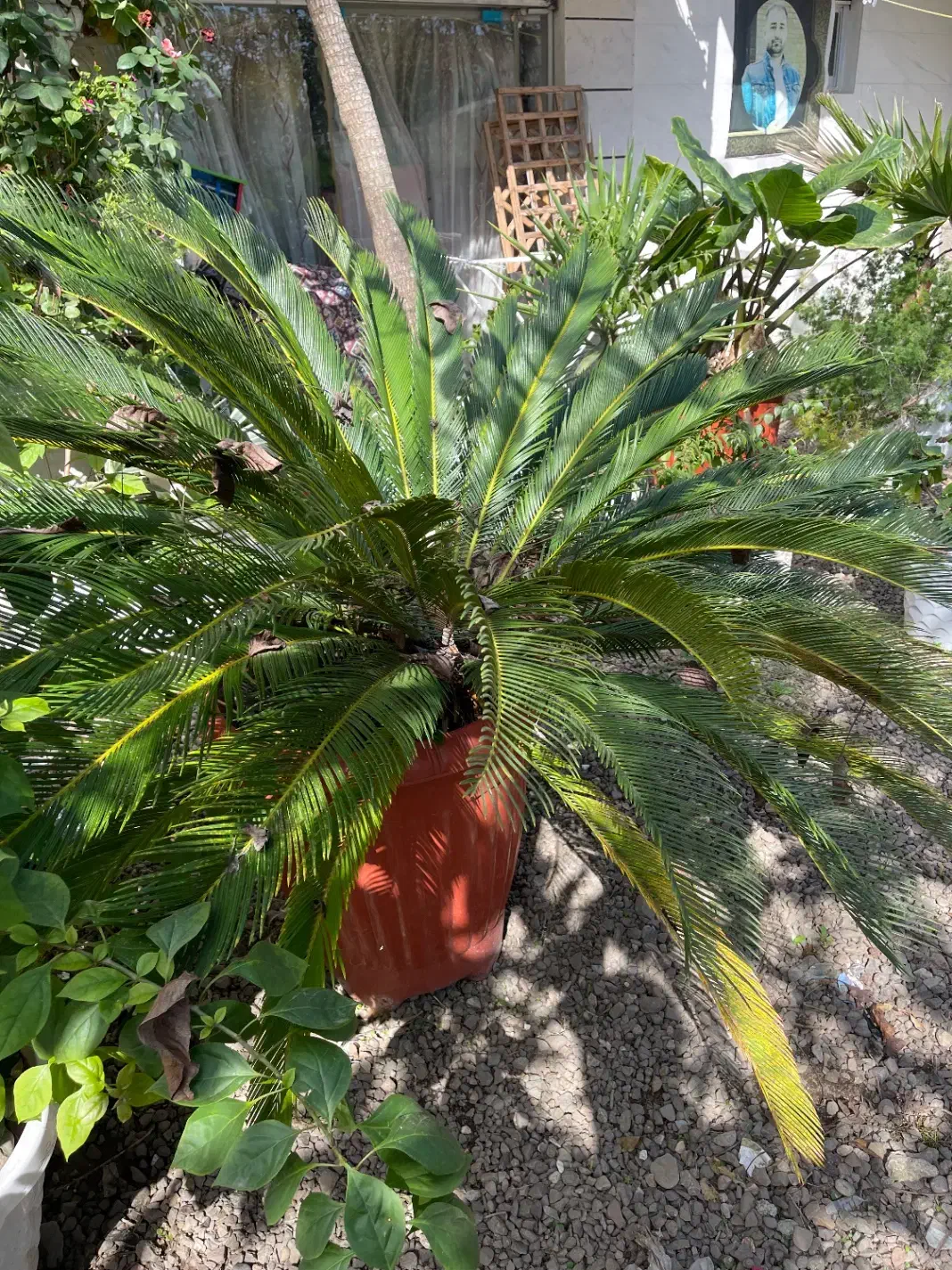 گل وگیاه|گل و گیاه طبیعی|ماسال, |دیوار