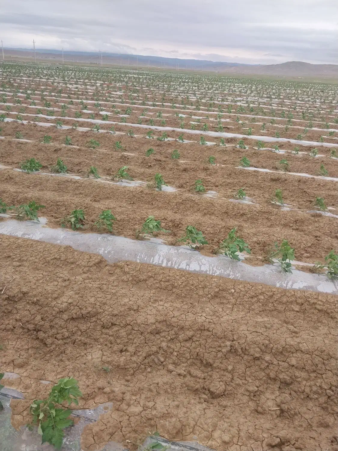 لوله 250 ایج کشاورزی|عمده‌فروشی|اصلاندوز, |دیوار