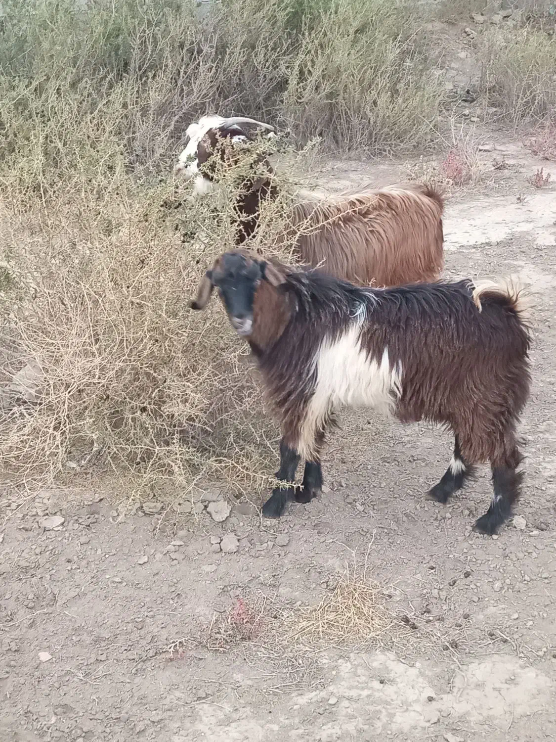بزغاله نر|حیوانات مزرعه|چهاربرج, |دیوار