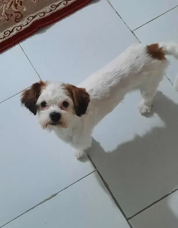 سگ شیتزو|سگ|تهران, مولوی|دیوار