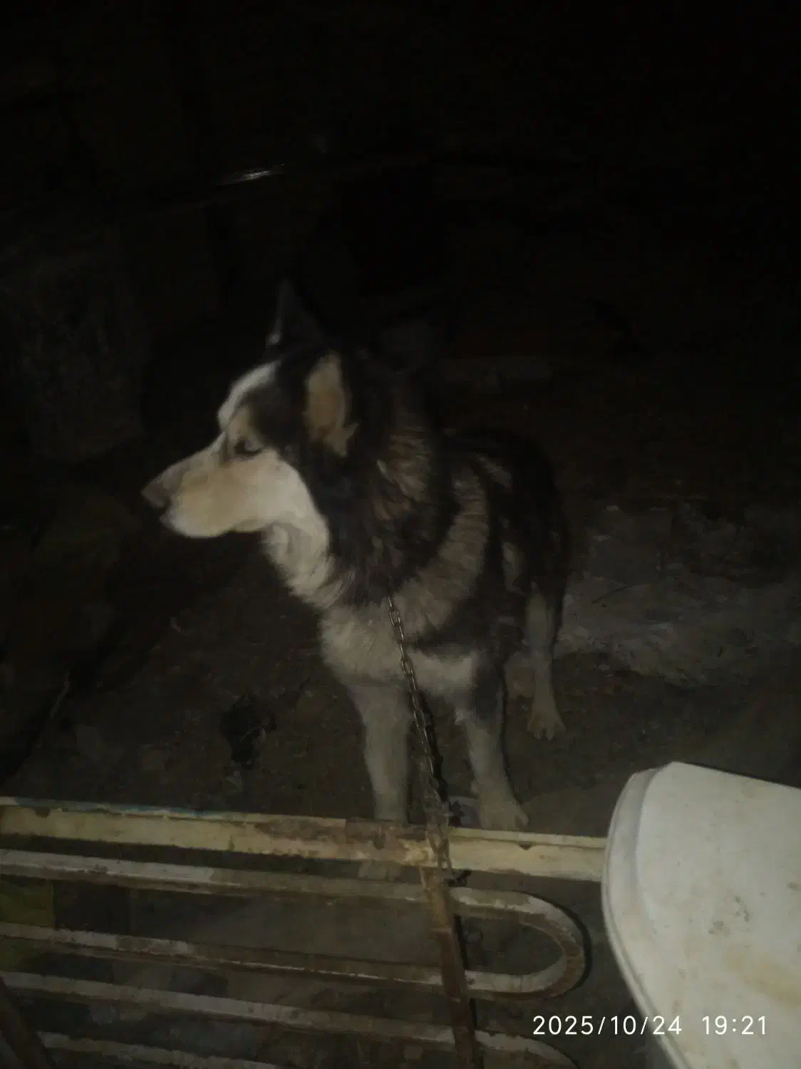 هاسکی نر چشم یخی|سگ|گلمکان, |دیوار