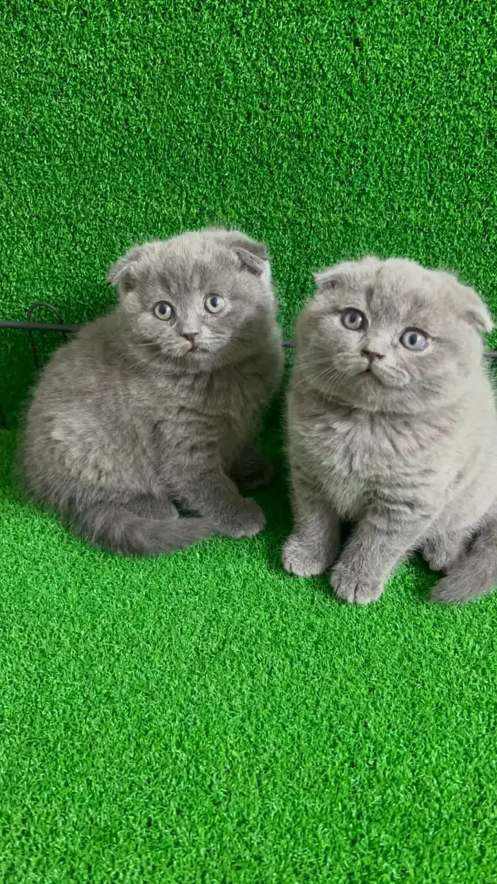 اصیل ترین گربه ها|گربه|جم, |دیوار