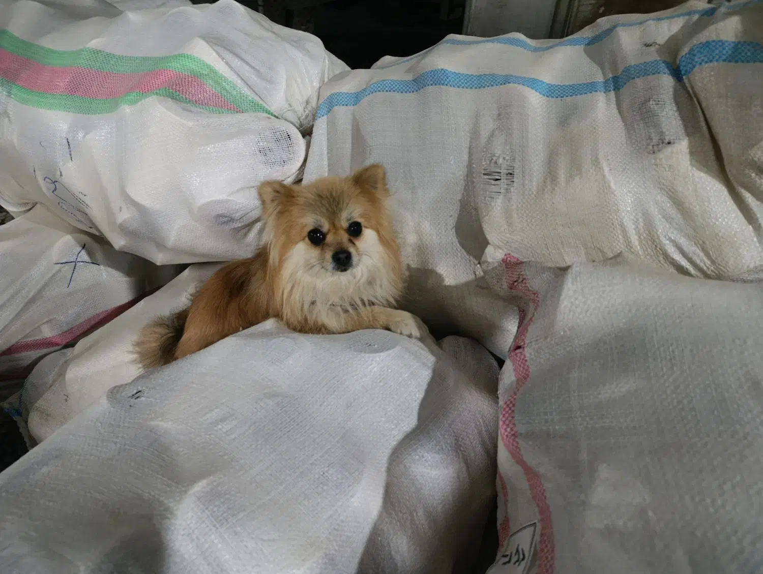 سگ پامرین|سگ|خمینی‌شهر, |دیوار