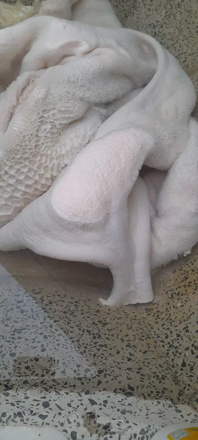 آلایش دامی|خوردنی و آشامیدنی|نقده, |دیوار