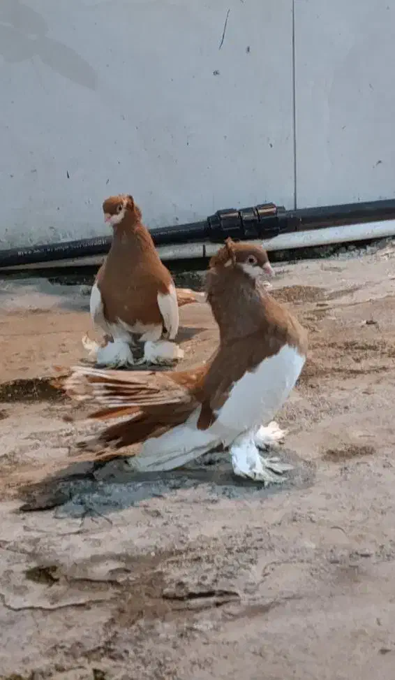 کبوتر یوولگا یولگا زینتی|پرنده|چمستان, |دیوار