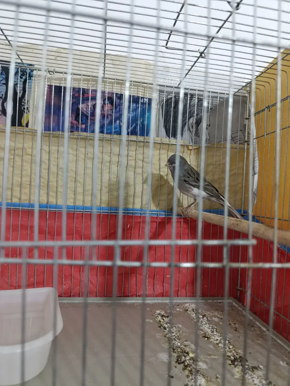 قناری نر|پرنده|شیراز, دروازه قران|دیوار