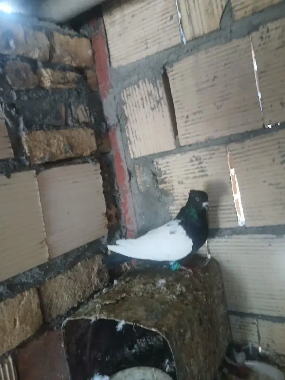 کفتر یا کبوتر سینه سیاه|پرنده|مشهد, هفده شهریور|دیوار