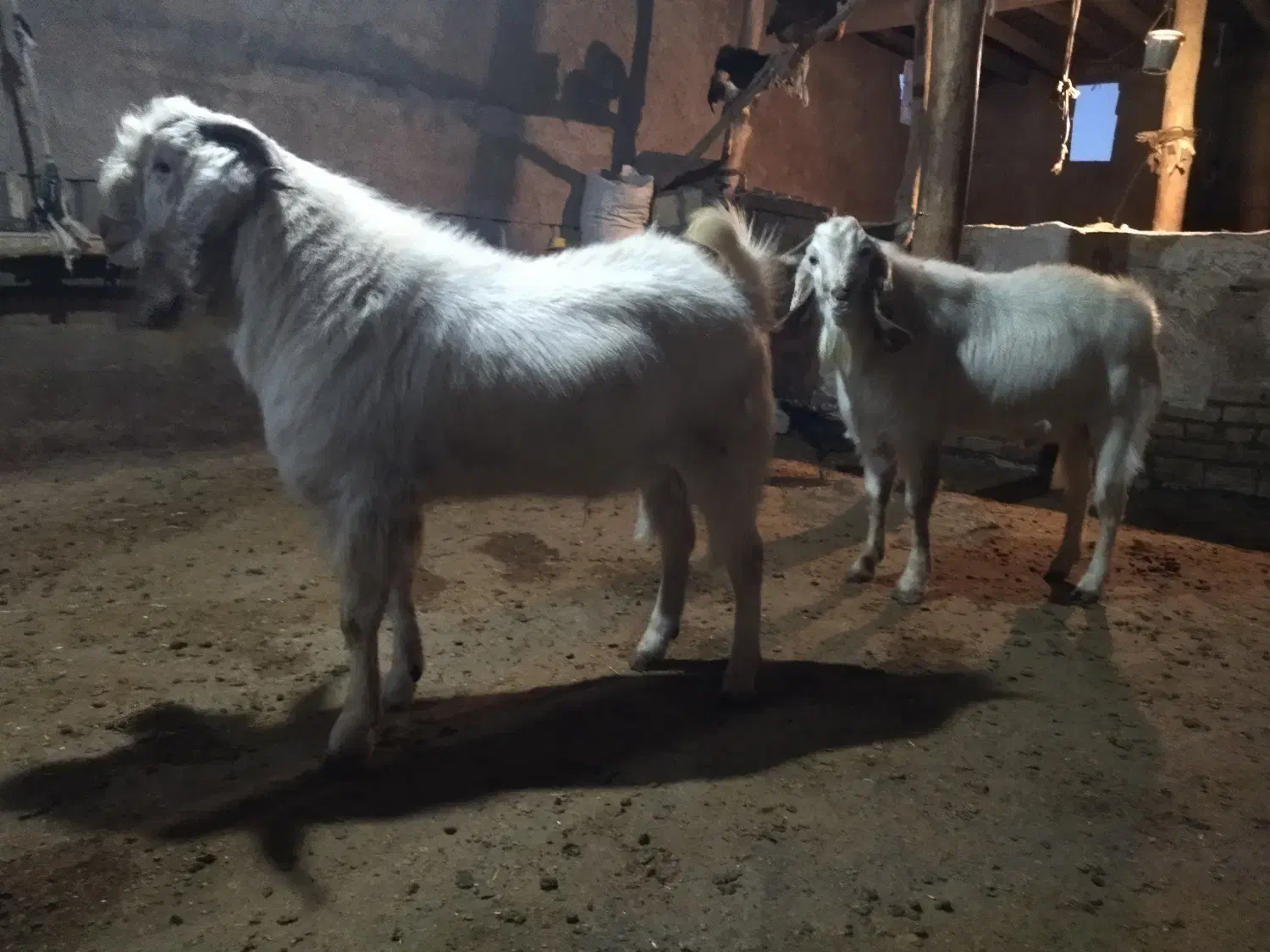 بز نر 18ماهه|حیوانات مزرعه|میانه, |دیوار