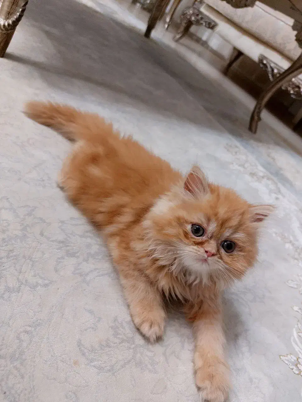 گربه پرشین فلت|گربه|ارومیه, |دیوار