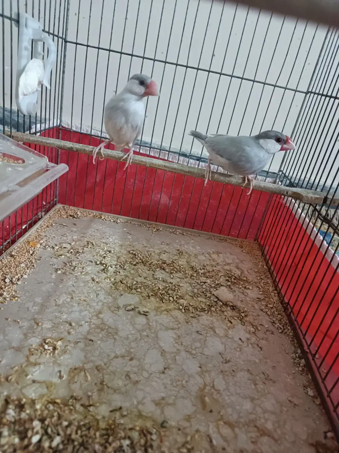 فنچ سیلور|پرنده|بوشهر, |دیوار