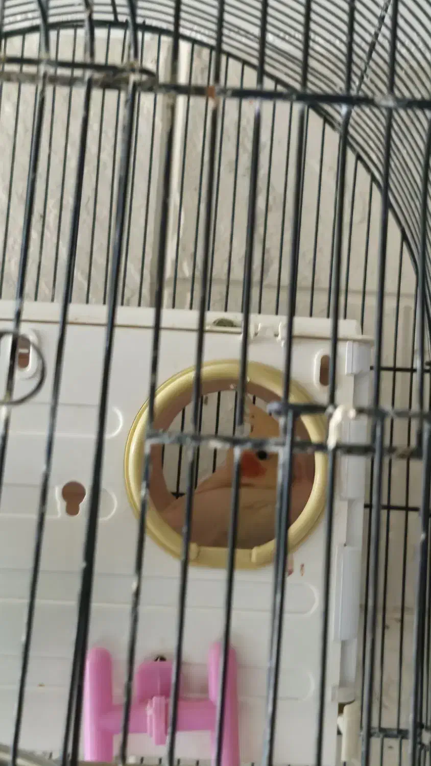 عروس هلندی لوتینو وسینامون با۲قفس ولوازم|پرنده|فردیس, فردیس|دیوار