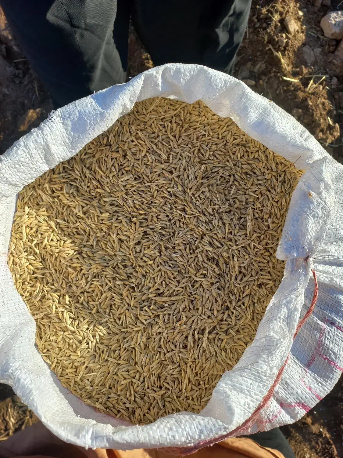 جو دیم و کاه گندم دیم مرغوب|خدمات باغبانی و درختکاری|قلعه شاهین, |دیوار