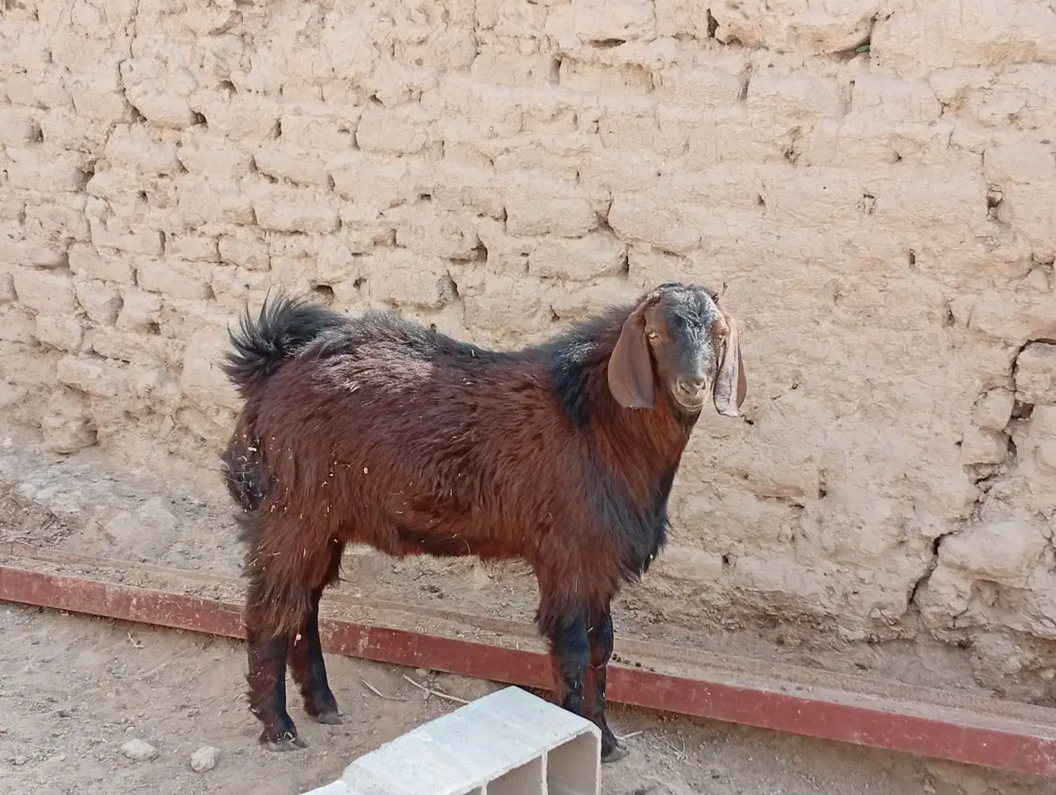 کهره نر|حیوانات مزرعه|نیمروز, |دیوار