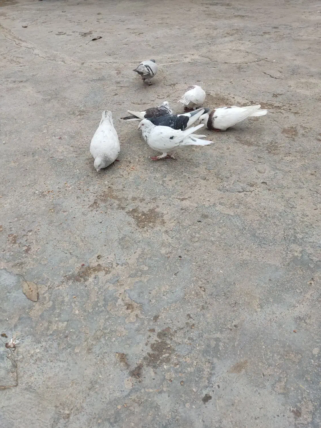 کبوتر|پرنده|گالیکش, |دیوار