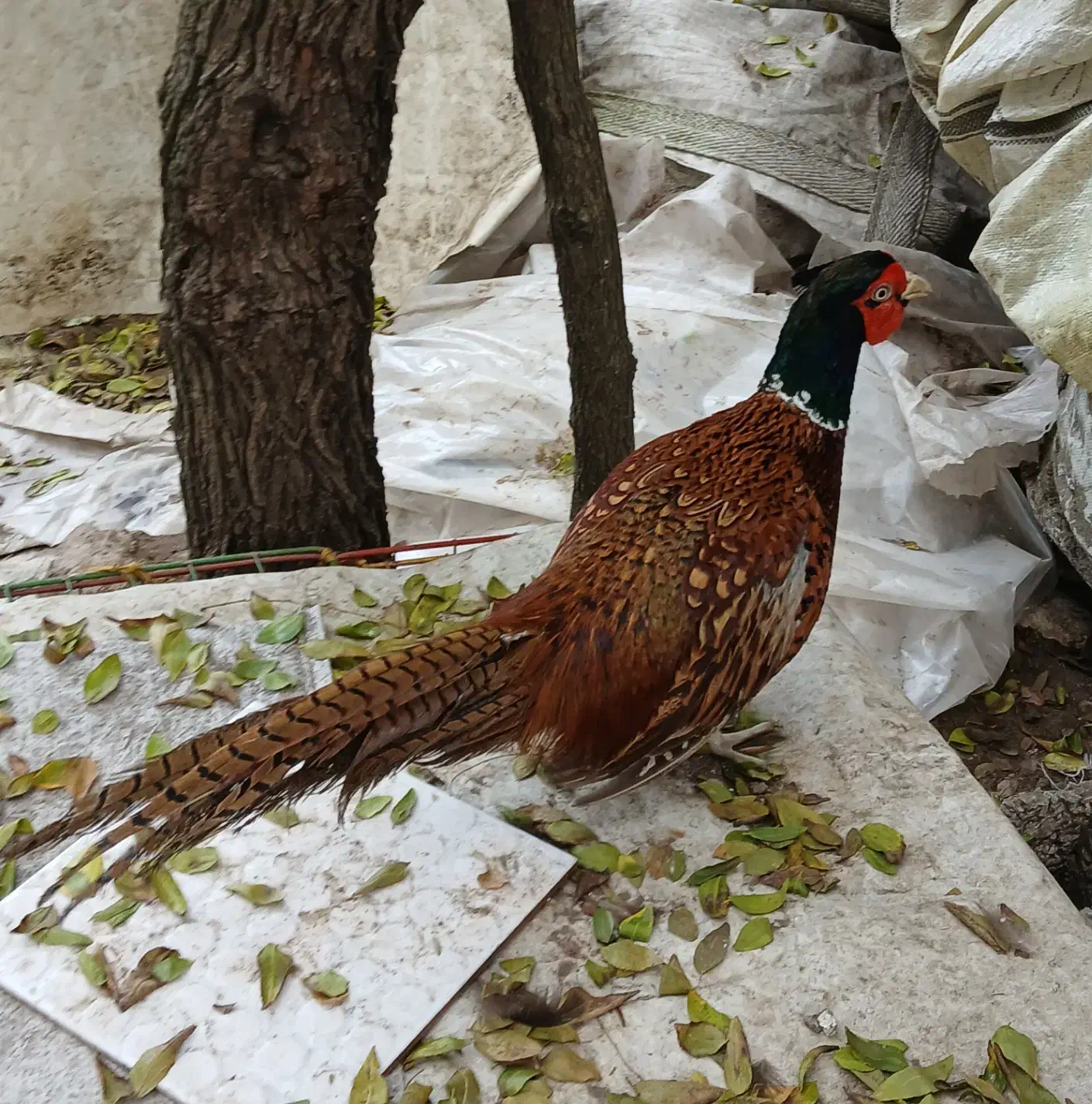 مرغ و خروس آمریکایی نیمچه تا بالغ|حیوانات مزرعه|رودسر, |دیوار