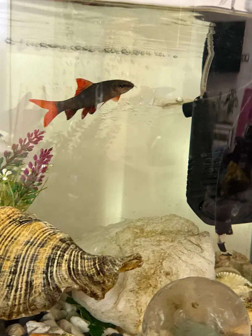 چهار عدد ماهی یه جا|ماهی|محمدشهر, محمدشهر|دیوار