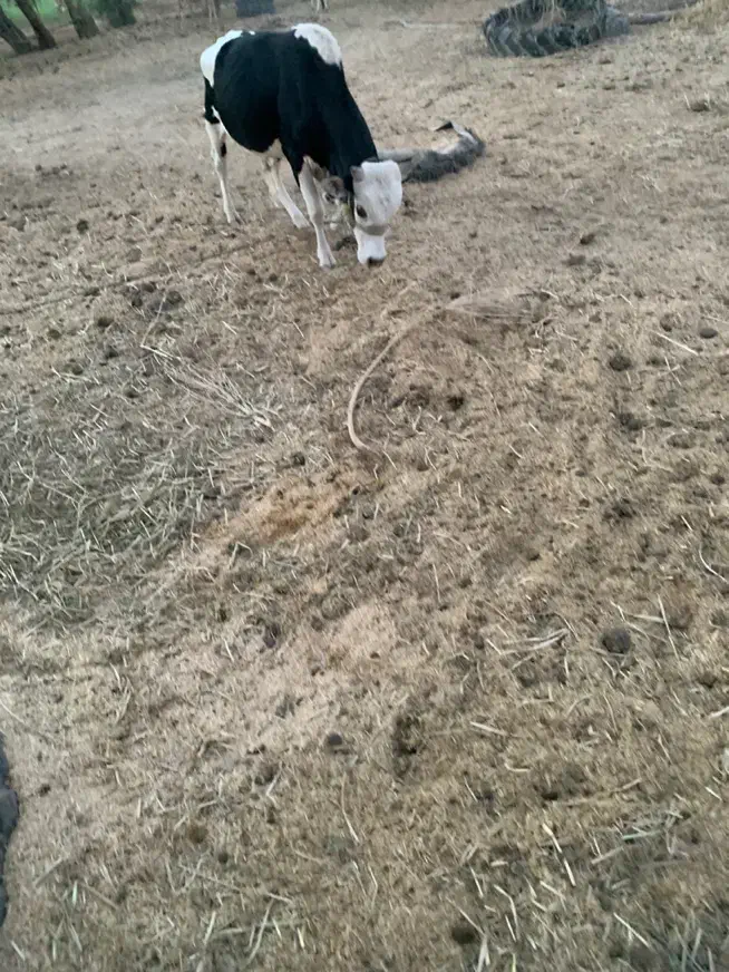 فروش دو عدد نر گاو چاق گوشتی|حیوانات مزرعه|چاه داد خدا, |دیوار