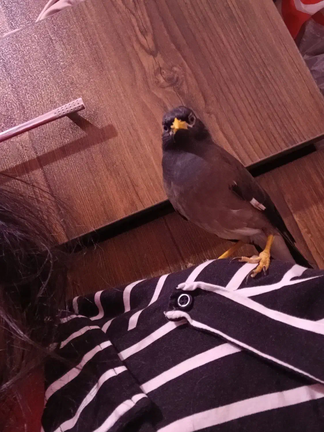 جوجه مرغ مینا نر|پرنده|تهران, کیانشهر|دیوار