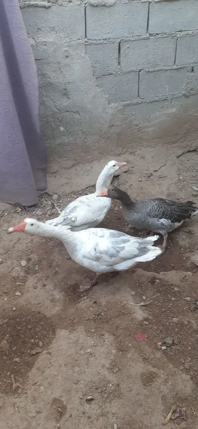 غاز(بت)|حیوانات مزرعه|زابل, |دیوار