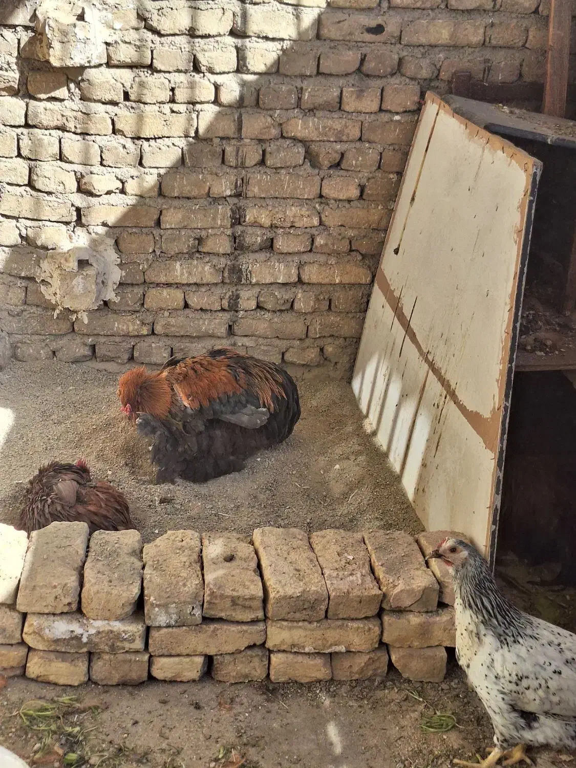 خروس برهما جوان معاوضه با مرغ برهما جوان|حیوانات مزرعه|جاجرود, |دیوار