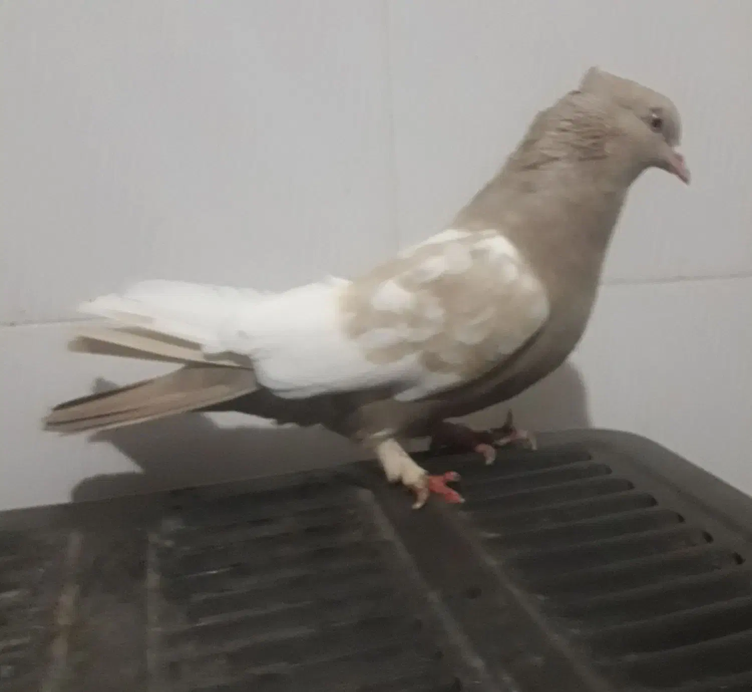 سینه کرمی مرتب|پرنده|شیروان (خراسان), |دیوار