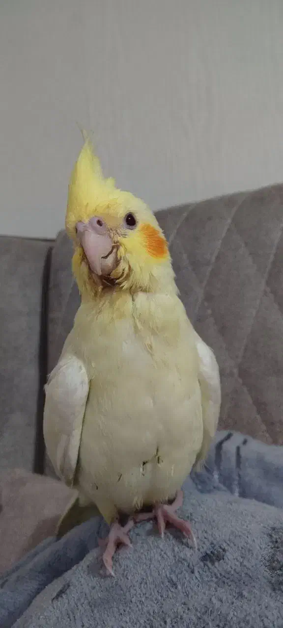 عروس هلندی گمشده|پرنده|طبس, |دیوار