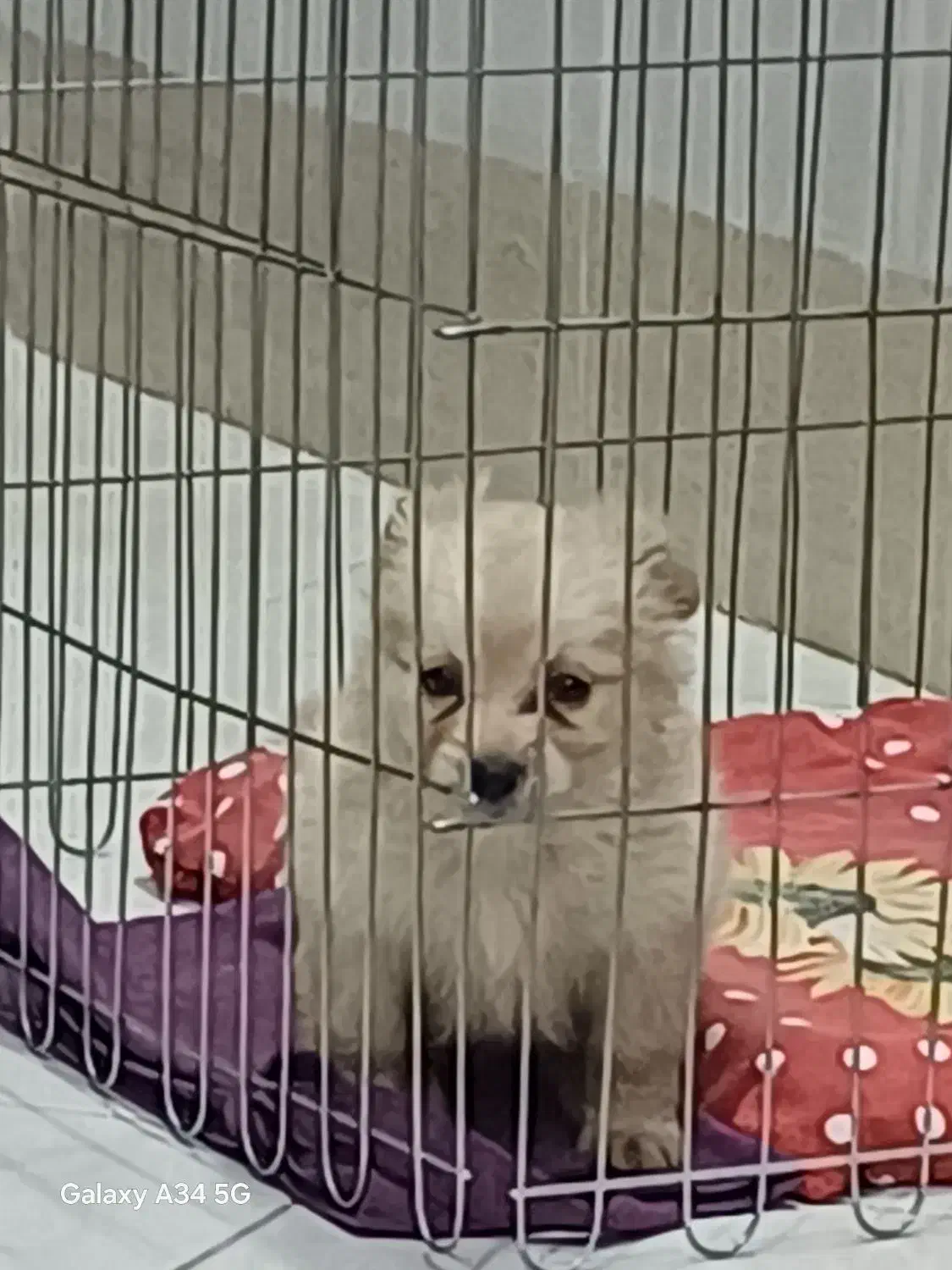 واگذاری|سگ|قم, زنبیل آباد|دیوار