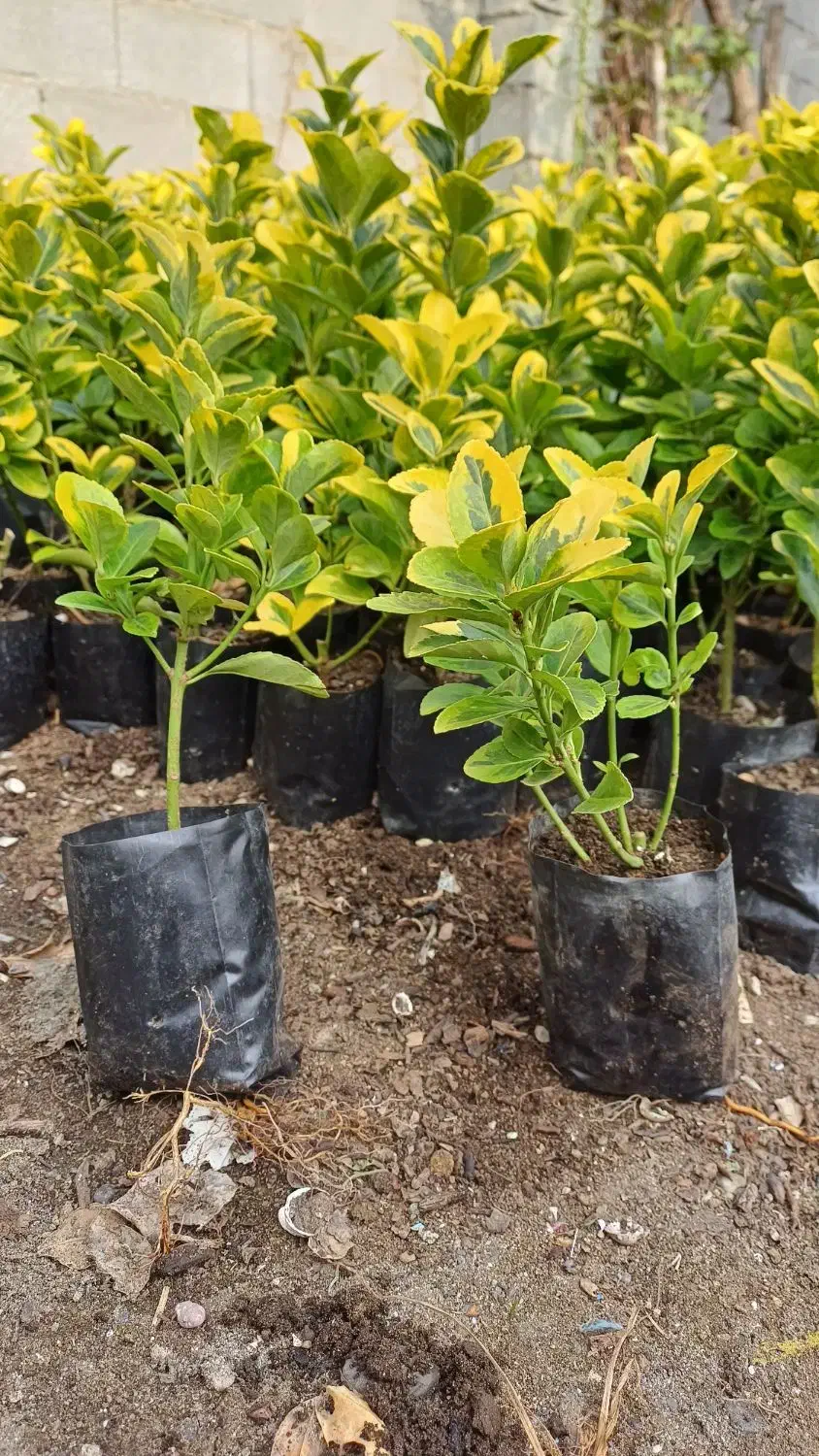 شمشاد طلایی|خدمات باغبانی و درختکاری|بندر انزلی, چهارفریضه|دیوار