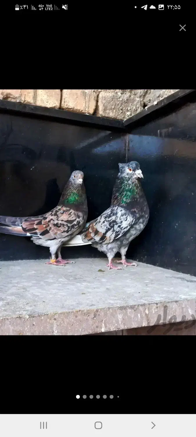 کبوتر گمشده|حیوانات|رباطکریم, رباطکریم|دیوار