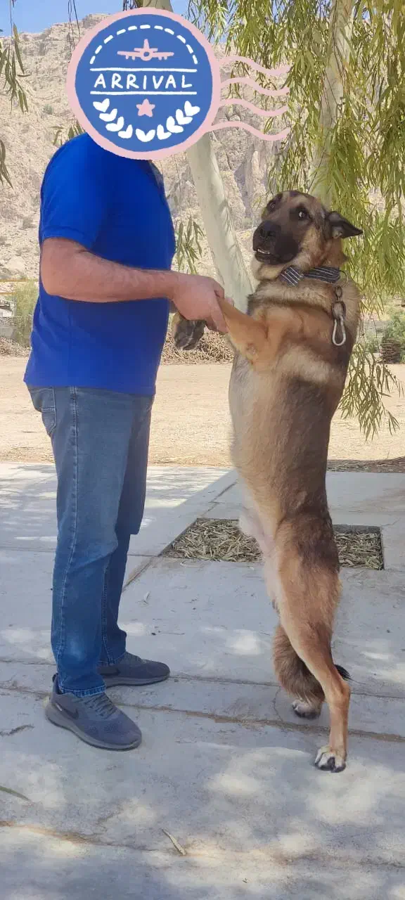 سگ ژرمن اصل|سگ|کازرون, |دیوار