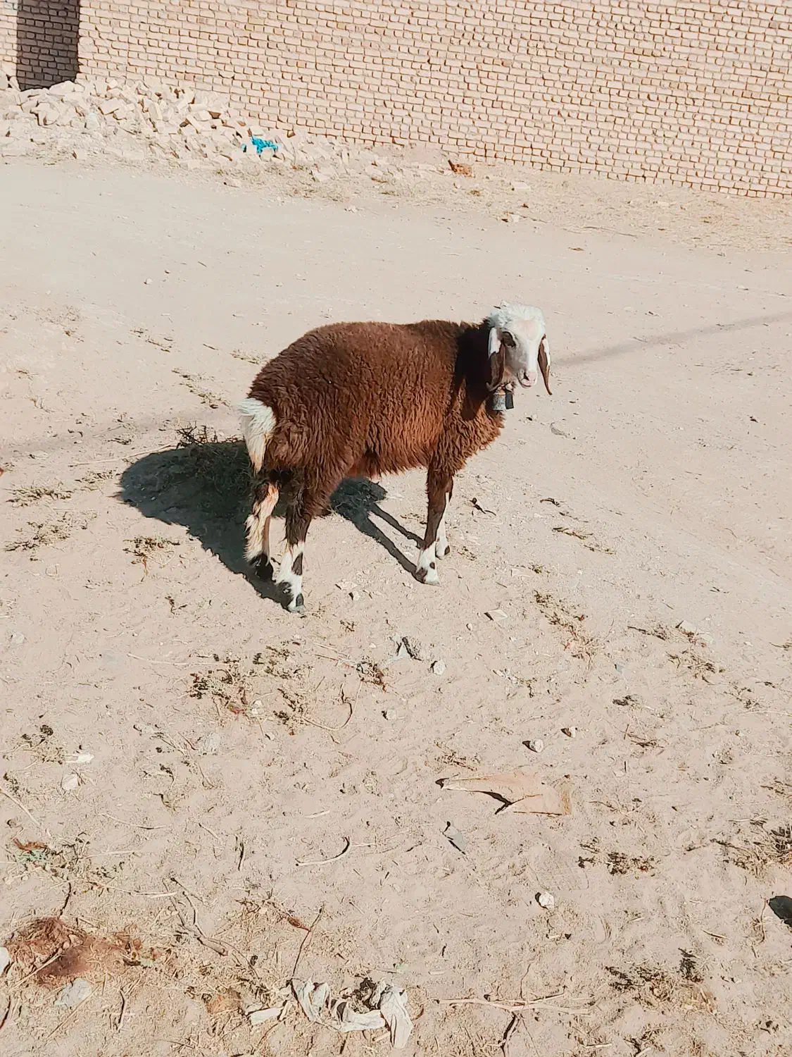 بره ماده|حیوانات مزرعه|بردسکن, |دیوار