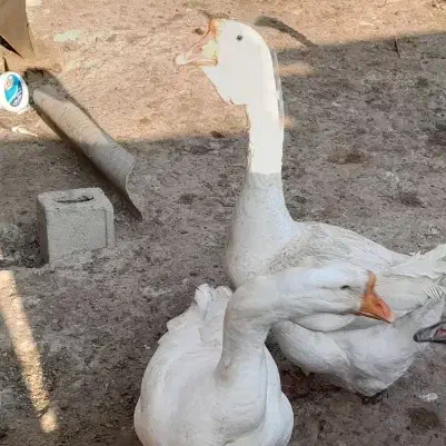 قو غاز|حیوانات مزرعه|انبارآلوم, |دیوار