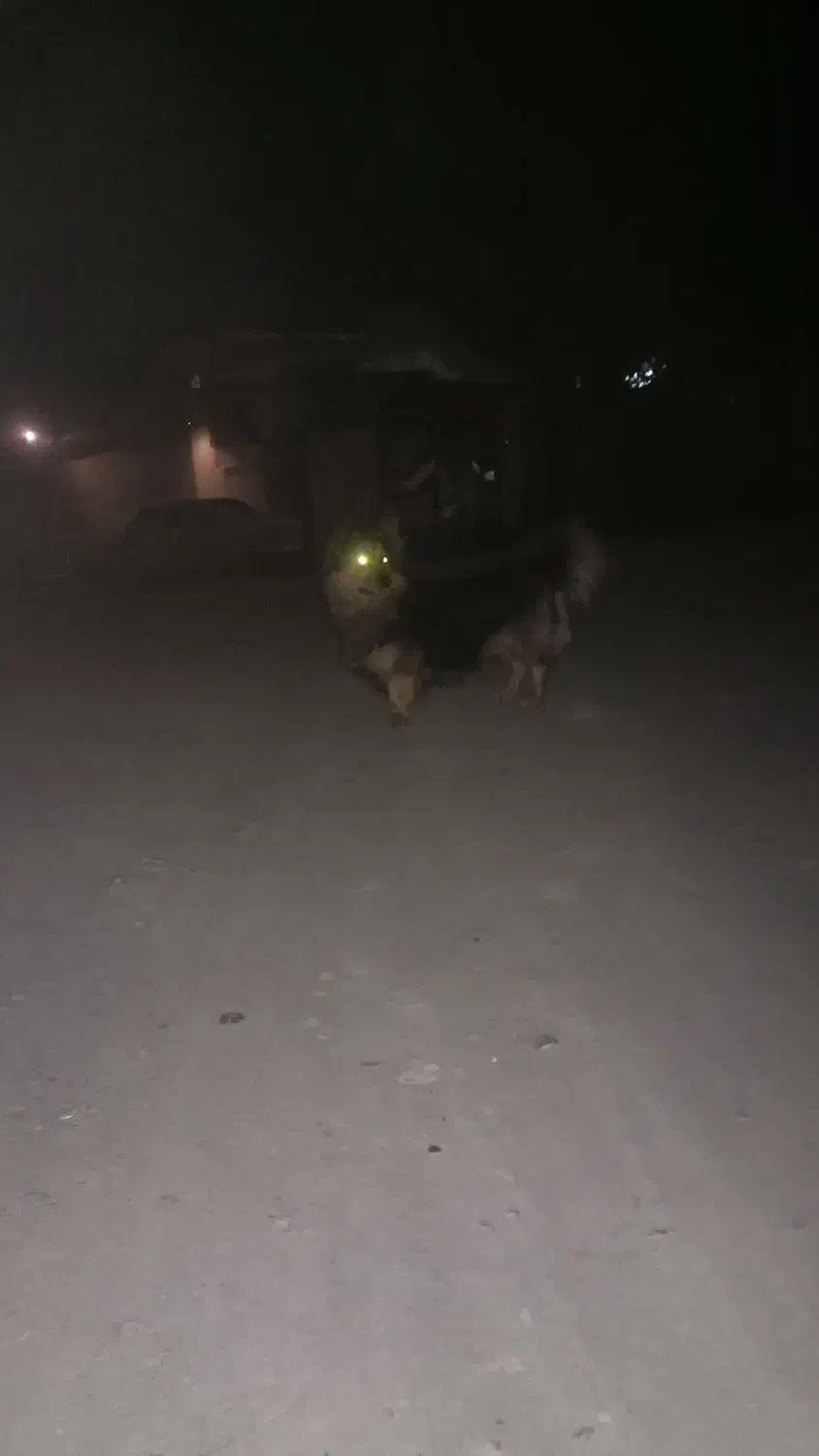 سگ پیدا شده باباریز|حیوانات|سنندج, |دیوار