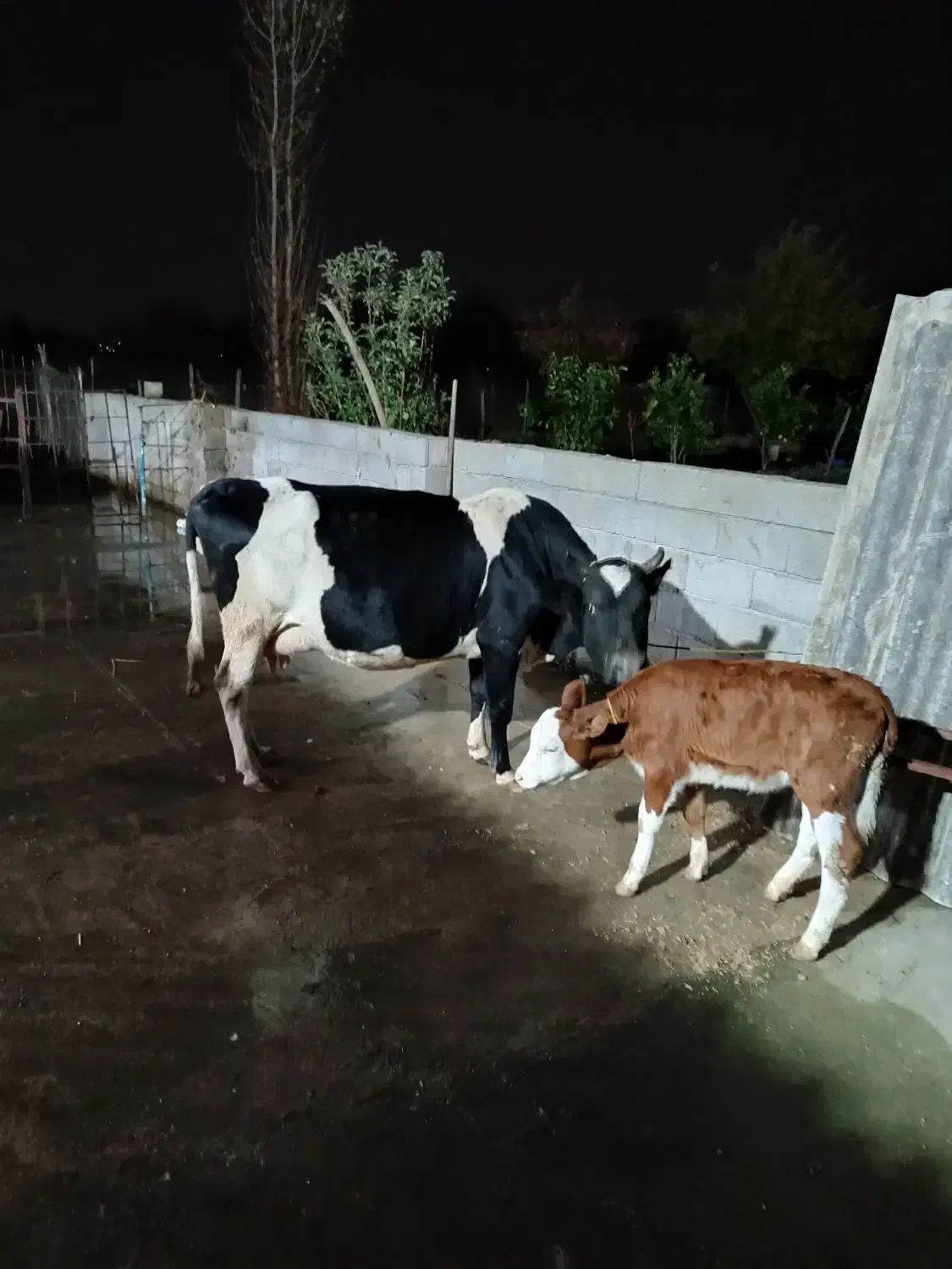 گاو با گوساله|حیوانات مزرعه|رضوانشهر, |دیوار