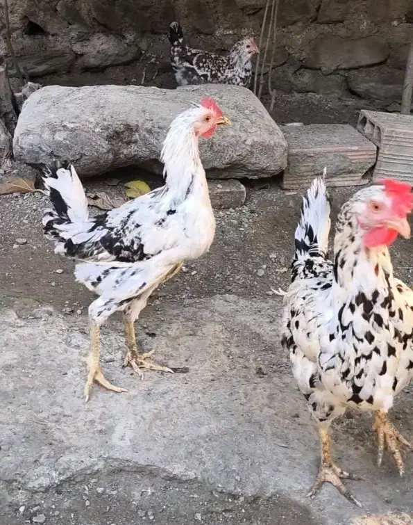 نیمچه گلین مرغ و خروس کارچ شو اصل کاکل|حیوانات مزرعه|کردکوی, |دیوار