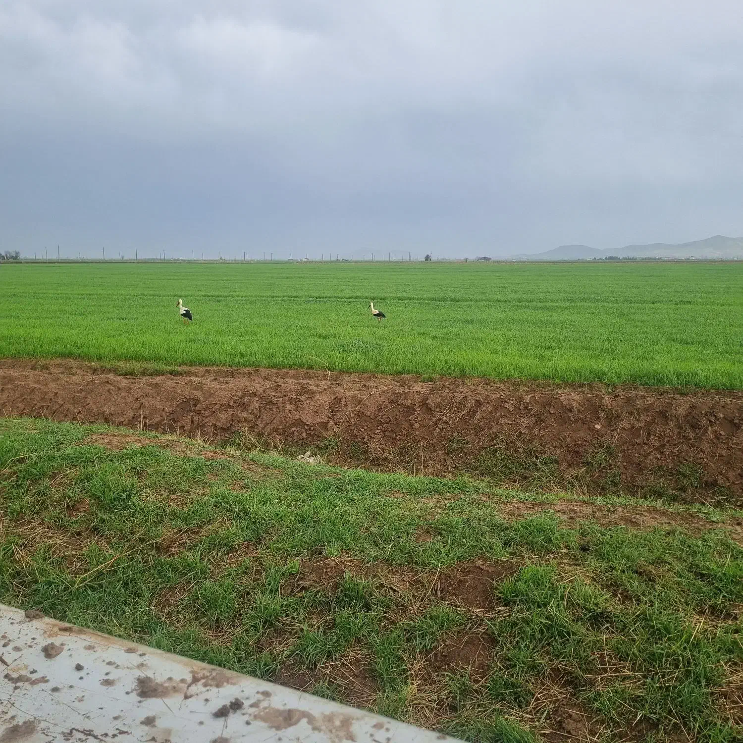 اجاره زمین کشاورزی ابی   یک سال  دوساله .|اجارهٔ دفتر صنعتی، کشاورزی، تجاری|کرمانشاه, |دیوار