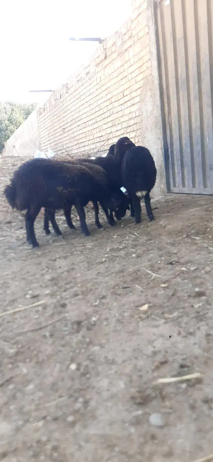 میش.بره نرو ماده|حیوانات مزرعه|زرندیه, |دیوار