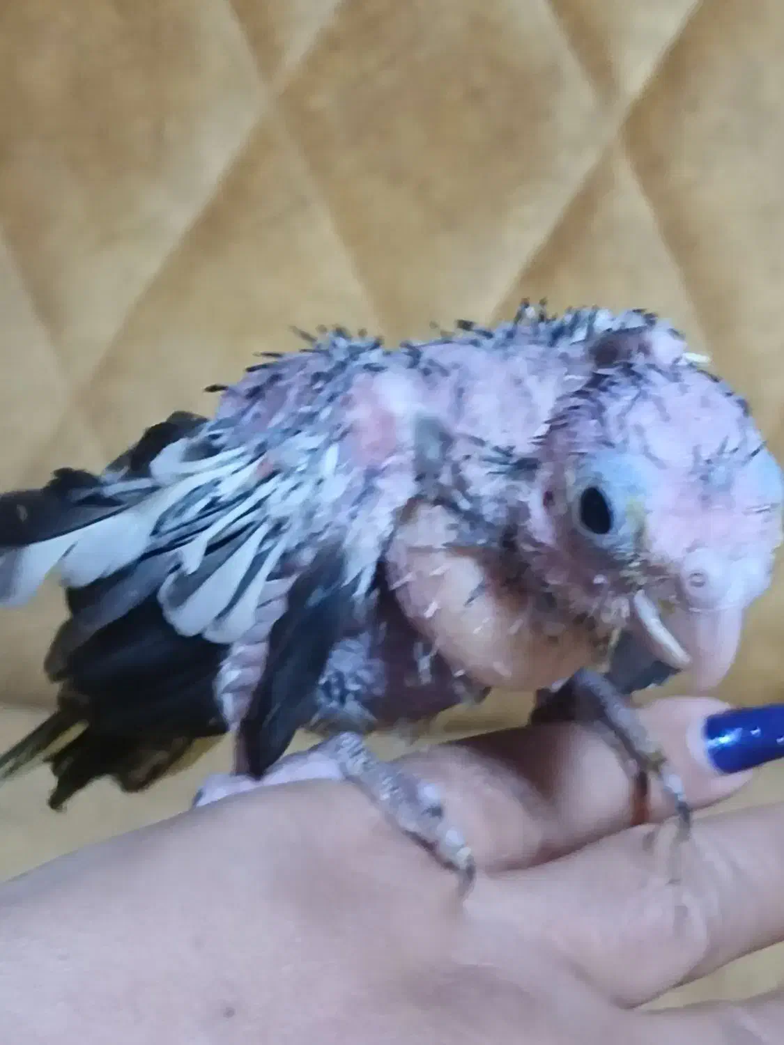 جوجه عروس سرلاکی|پرنده|کرج, انبار مپنا|دیوار