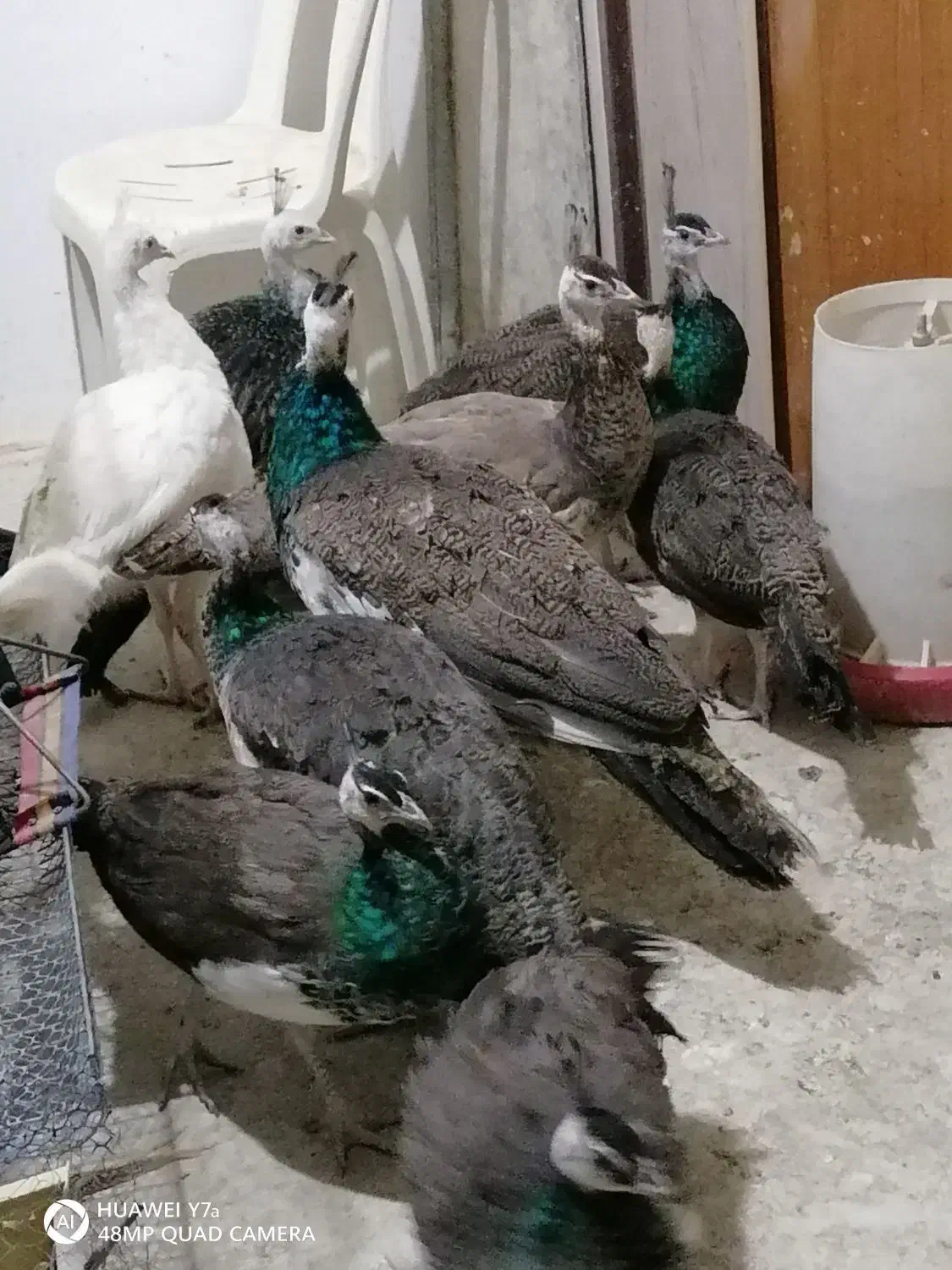 طاووس نر وماده 8ماهه|پرنده|مشهد, خرمشهر|دیوار