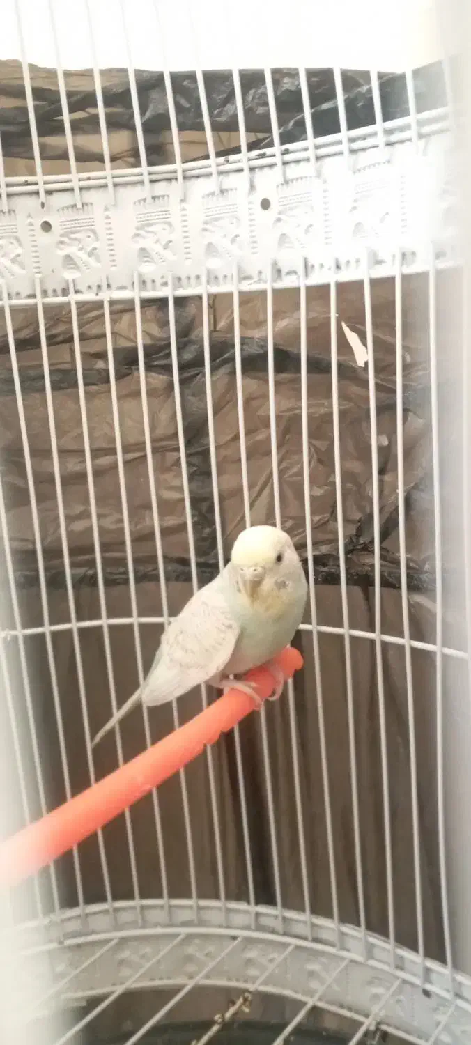 مرغ عشق|پرنده|گلبهار, شهر جدید گلبهار|دیوار