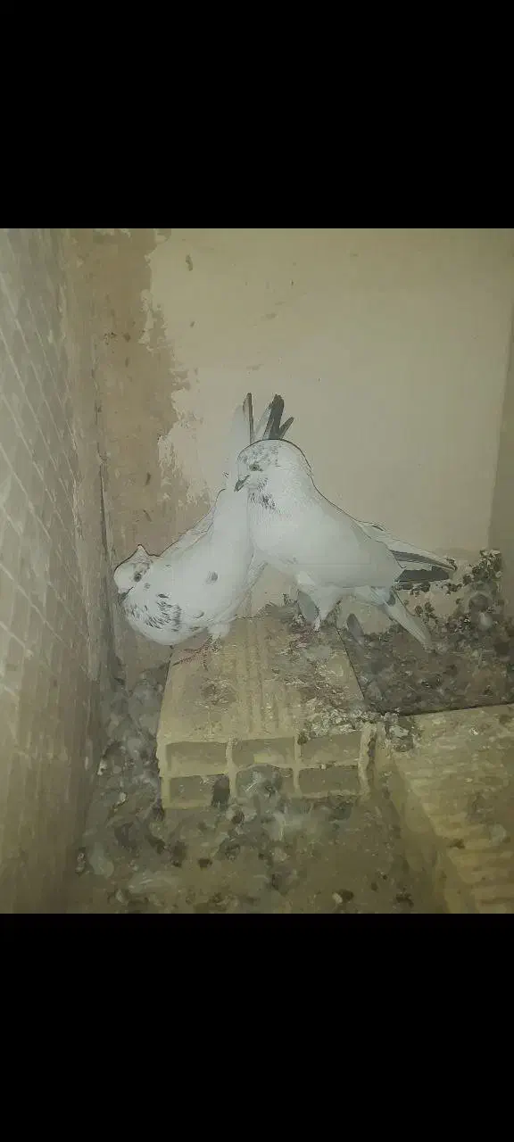 کفتر پرشی|پرنده|رباط‌کریم, نصیرشهر|دیوار