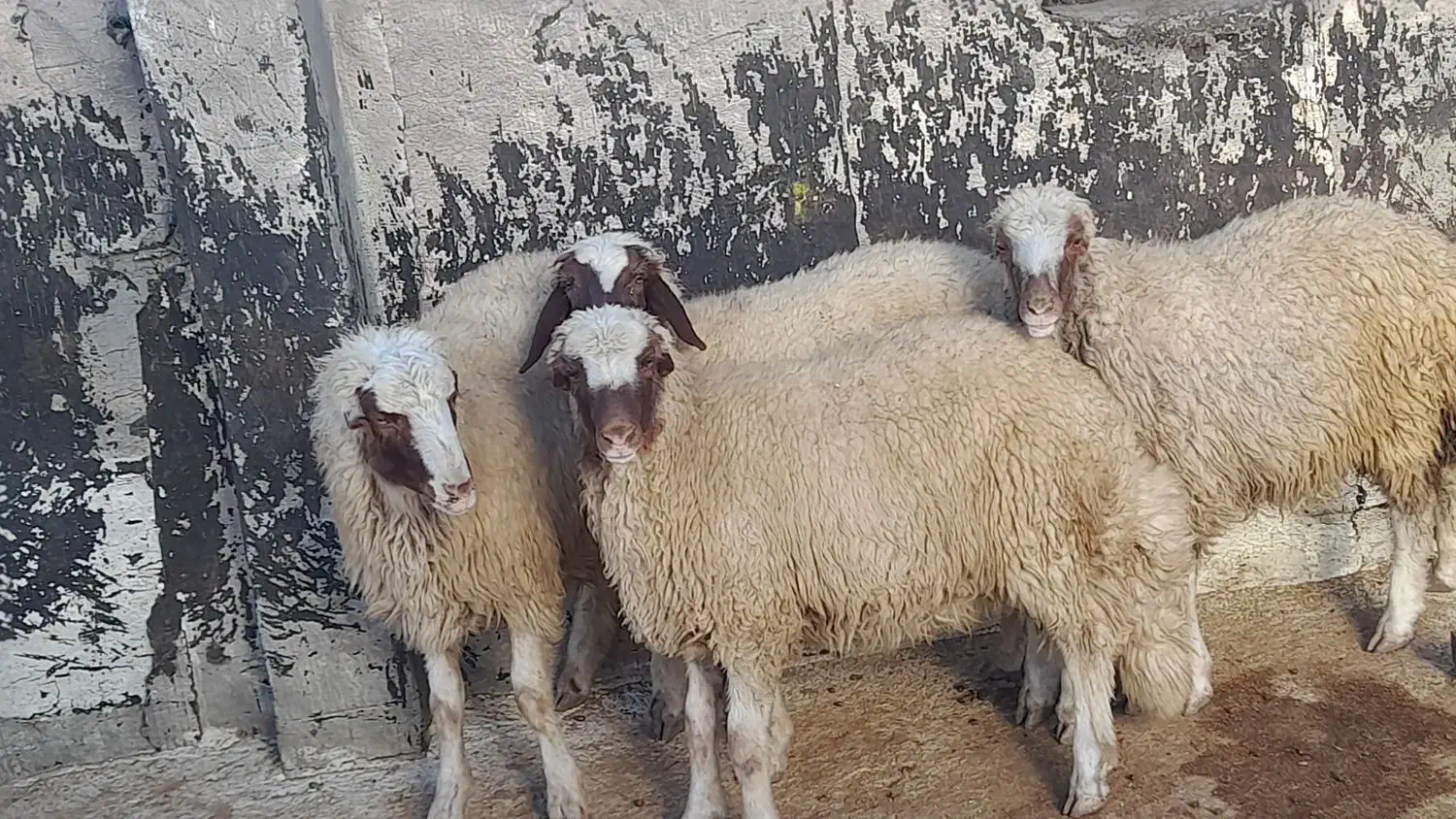 بره قوچ کری بدون گوش|حیوانات مزرعه|گهواره, |دیوار