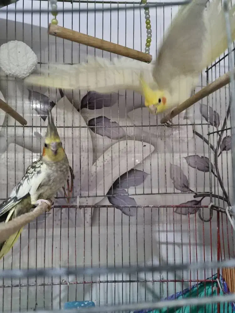 عروس هلندی|پرنده|قم, کیوانفر|دیوار