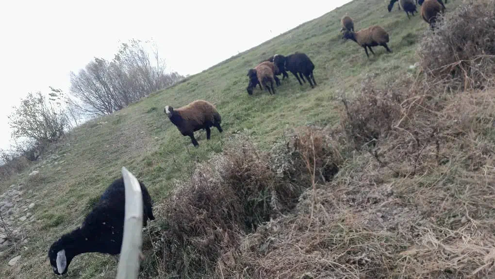 قوچ سه ساله|حیوانات مزرعه|سرعین, |دیوار