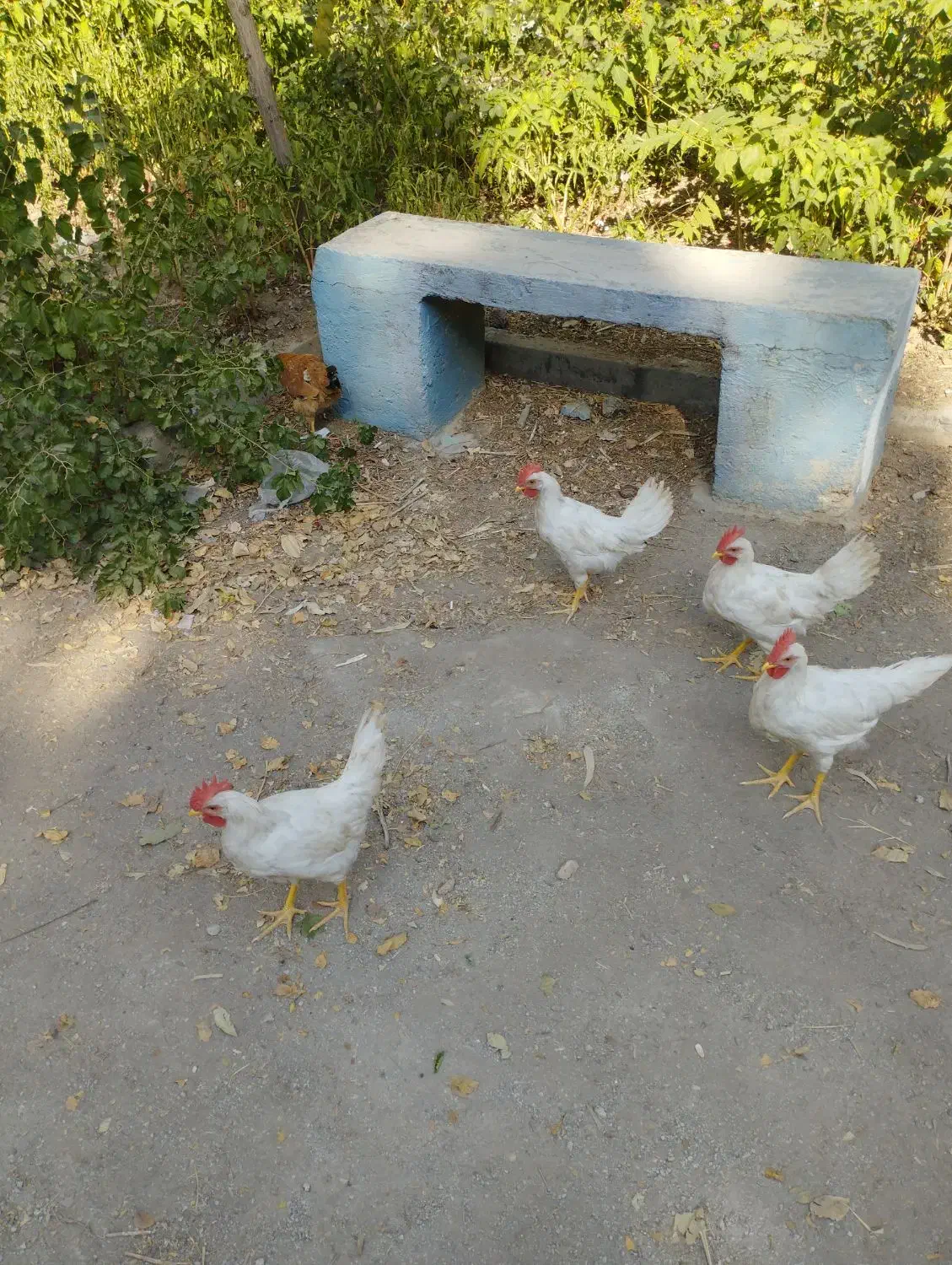 مرغ خروس|حیوانات مزرعه|تهران, چوب تراش|دیوار