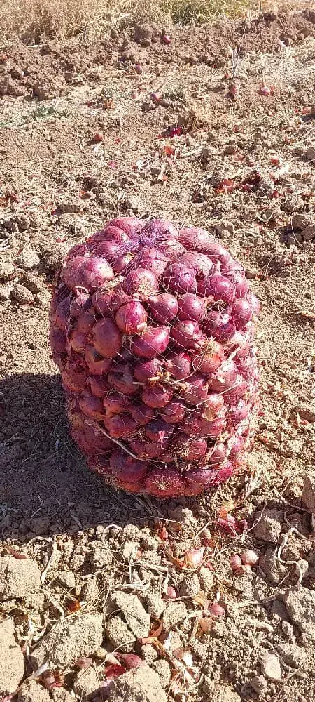 پیازعمده درجه یک اسلام آباد غرب|عمده‌فروشی|حمیل, |دیوار