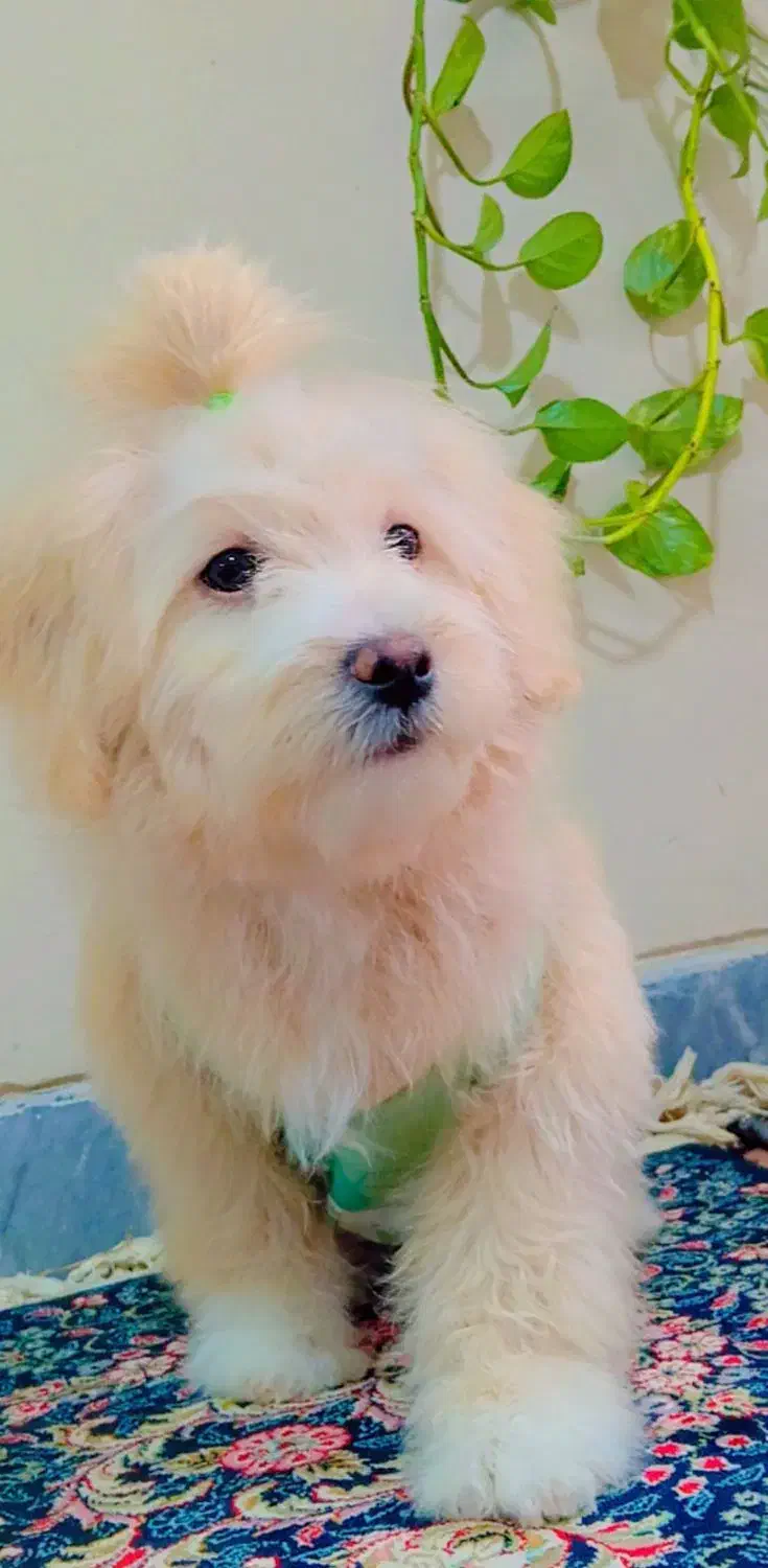 فروش سگ|سگ|کرمان, |دیوار