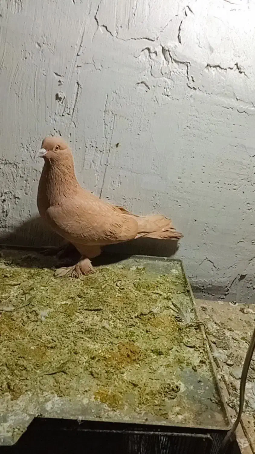 کبوتر زرد خیلی ناز|پرنده|محمدشهر, ولدآباد|دیوار