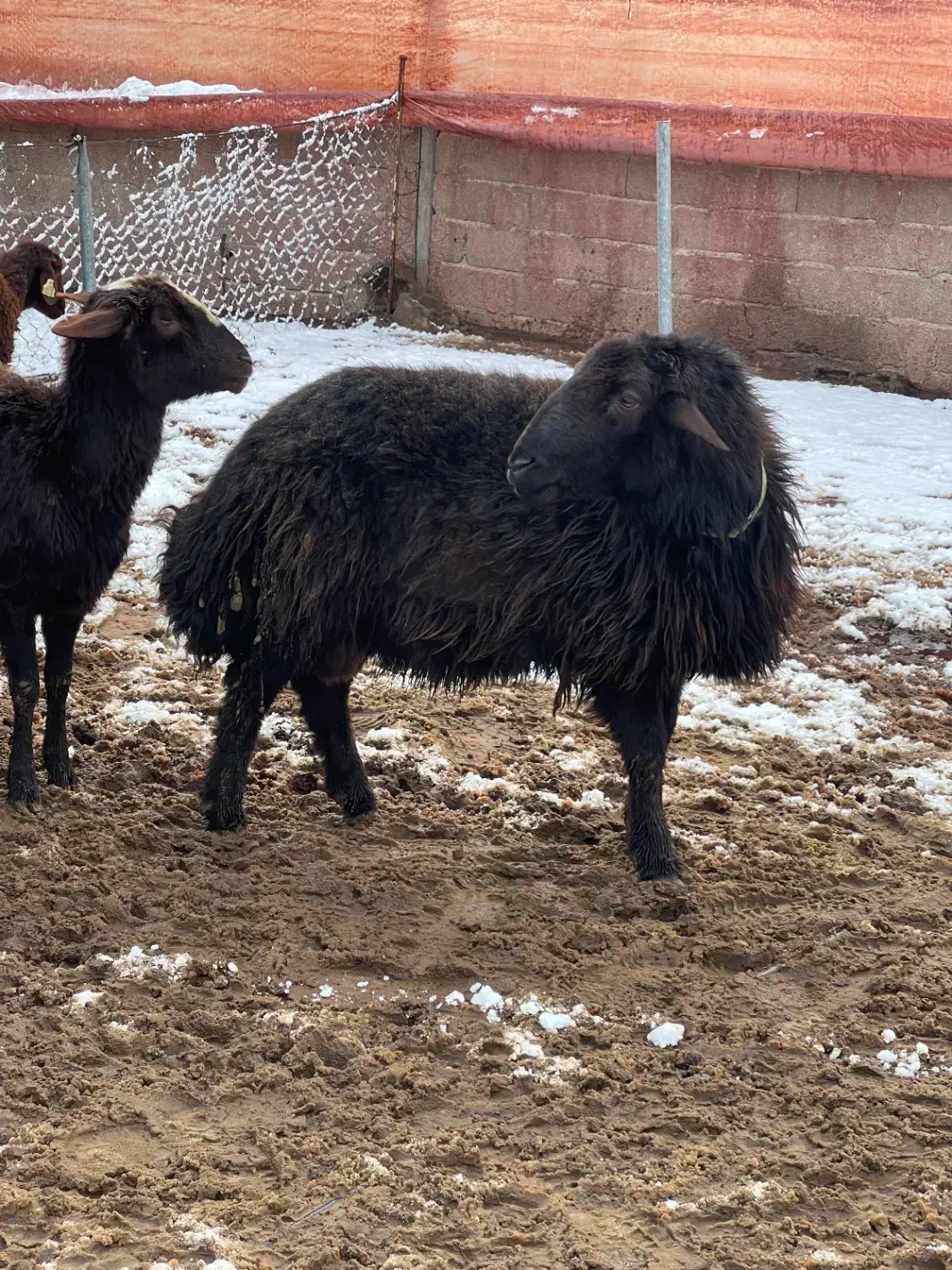 قوچ همو|حیوانات مزرعه|کوهسار (البرز), |دیوار